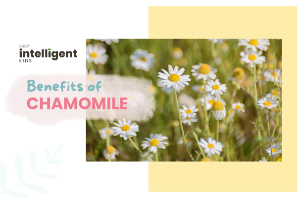Chamomile: Uses, Benefits, Side Effects